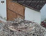 Capi_Dubne_20250817_192002.jpg