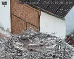 Capi_Dubne_20250817_201004.jpg