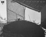 Capi_Dubne_20250818_005503.jpg