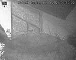 Capi_Dubne_20250818_035002.jpg