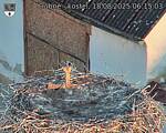 Capi_Dubne_20250818_061503.jpg