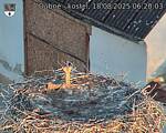 Capi_Dubne_20250818_062003.jpg
