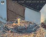 Capi_Dubne_20250818_063004.jpg