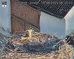 Capi_Dubne_20250818_063503.jpg