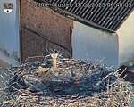Capi_Dubne_20250818_064003.jpg