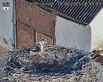 Capi_Dubne_20250818_064503.jpg
