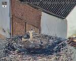 Capi_Dubne_20250818_065004.jpg