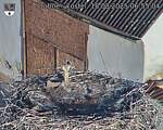 Capi_Dubne_20250818_065504.jpg