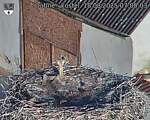 Capi_Dubne_20250818_070003.jpg