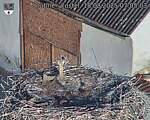 Capi_Dubne_20250818_070503.jpg