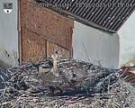 Capi_Dubne_20250818_071005.jpg