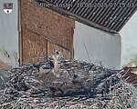 Capi_Dubne_20250818_071503.jpg