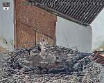 Capi_Dubne_20250818_072004.jpg