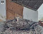 Capi_Dubne_20250818_072503.jpg