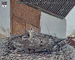 Capi_Dubne_20250818_073003.jpg