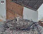 Capi_Dubne_20250818_073503.jpg