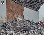 Capi_Dubne_20250818_074004.jpg