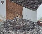 Capi_Dubne_20250818_080003.jpg
