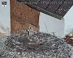 Capi_Dubne_20250818_083003.jpg