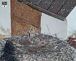 Capi_Dubne_20250818_083503.jpg