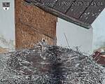 Capi_Dubne_20250818_084505.jpg