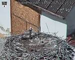 Capi_Dubne_20250818_122502.jpg