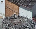 Capi_Dubne_20250818_125002.jpg