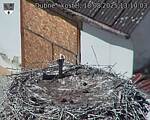 Capi_Dubne_20250818_131003.jpg