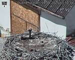 Capi_Dubne_20250818_135004.jpg