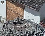 Capi_Dubne_20250818_141503.jpg