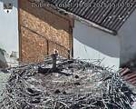 Capi_Dubne_20250818_150003.jpg