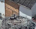 Capi_Dubne_20250818_151504.jpg