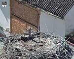 Capi_Dubne_20250818_155503.jpg