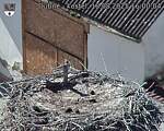 Capi_Dubne_20250818_160004.jpg