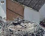 Capi_Dubne_20250818_161003.jpg