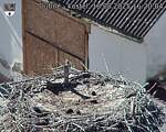 Capi_Dubne_20250818_162004.jpg