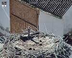 Capi_Dubne_20250818_162503.jpg