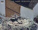 Capi_Dubne_20250818_170503.jpg
