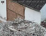 Capi_Dubne_20250818_202002.jpg