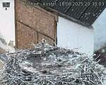 Capi_Dubne_20250818_203003.jpg