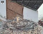 Capi_Dubne_20250819_054503.jpg
