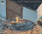 Capi_Dubne_20250819_062002.jpg