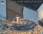 Capi_Dubne_20250819_063003.jpg