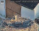 Capi_Dubne_20250819_063503.jpg