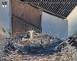 Capi_Dubne_20250819_064003.jpg