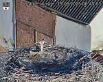 Capi_Dubne_20250819_064503.jpg