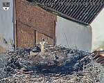 Capi_Dubne_20250819_065003.jpg