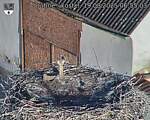 Capi_Dubne_20250819_065503.jpg