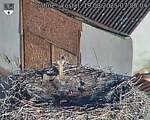 Capi_Dubne_20250819_070005.jpg