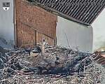 Capi_Dubne_20250819_070502.jpg